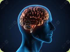 brain